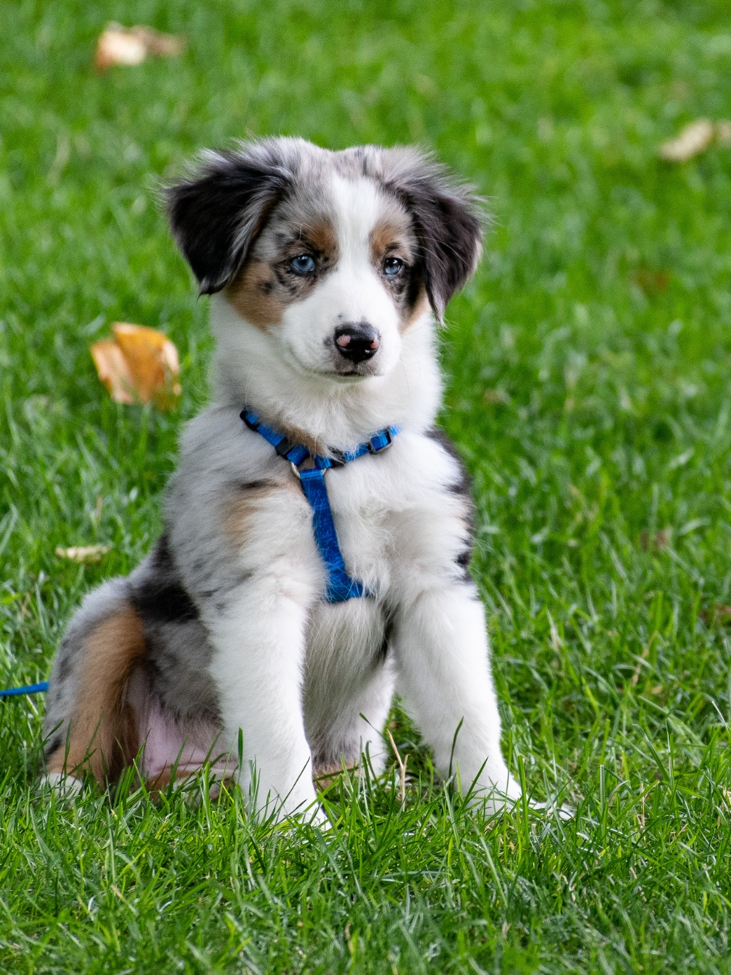 Short Sleeve Office Shirt
